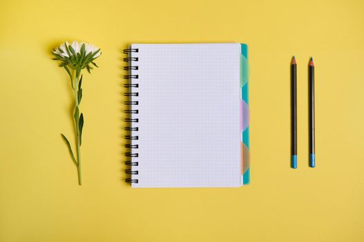 Flat lay composition from arranged aster flower next to an organizer notepad with blank white sheets and two pencils, isolated on yellow background with copy space