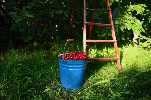 Metal blue bucket with cherries, next to an old rusty ladder on the grass in an orchard