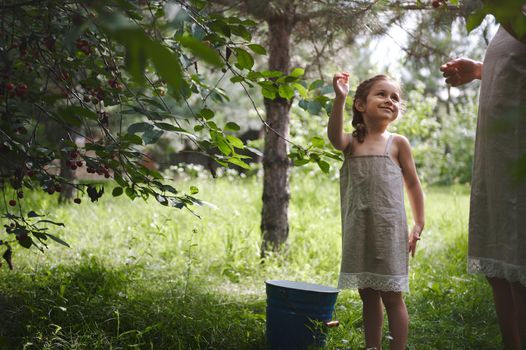 A charming girl in a linen dress with pigtails was picking cherries in the garden and smiling sweetly at her mother. Cherry harvesting.