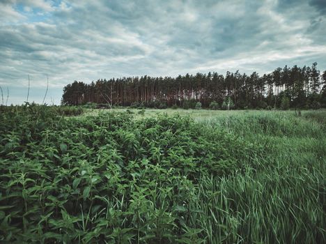 View of a pine forest strip through fields with vegetation and grass. Beautiful nature concepts