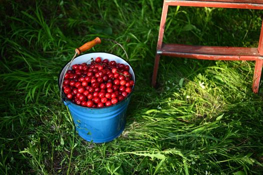 Cherry harvesting. Top view of blue metal bucket full of fresh cherries on the grass. Concept of healthy nutrition and vitamins