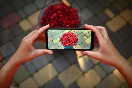 Close-up of hands holding a smartphone and taking a horizontal photography of cherry harvest in blue metal bucket