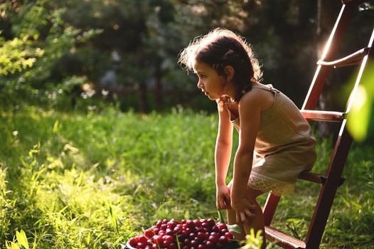 Portrait of a cute girl in a linen dress sitting on a stepladder next to a bucket of cherries in the garden of a country house at sunset. Beautiful sun rays fall into the garden on a summer day