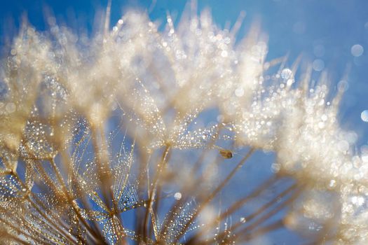 Macro shot of dandelion with water drops. Nature background with dandelions