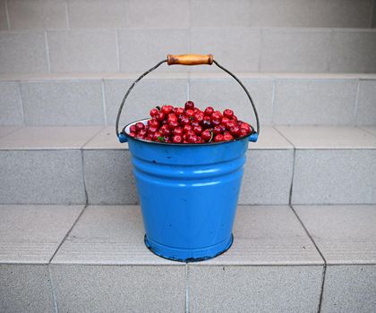Close-up of metal bucket full of cherry harvest, standing on stairs. Cherry harvesting