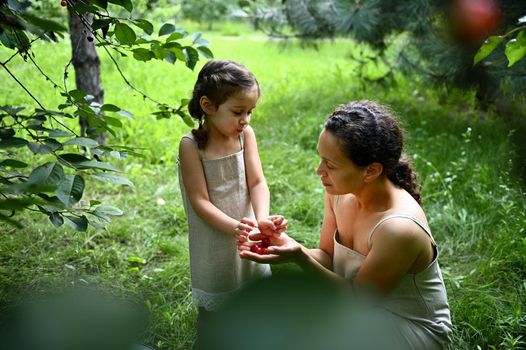 Happy young mom and daughter in linen dresses during the cherry harvest in the garden on a hot summer day at sunset. Enjoying time together. Happy family. Positive human emotions.
