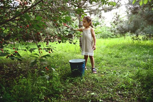 Cute little girl with pigtails in a linen dress picking cherries in the garden on a summer evening