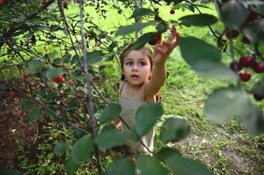 A little adorable girl pulling her hand up to pick cherries in the garden. Harvesting cherry on a summer day