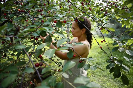 View through cherry tree branches to a serene beautiful woman in linen dress picking cherries in the orchard.