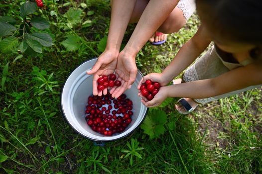 Top view of hands of woman with her cute daughter holding cherry berries and putting them on a metal bucket