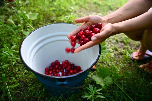 Soft focus on woman hands throwing cherry berries in a blue metal bucket. Cherry harvesting. Close-up.