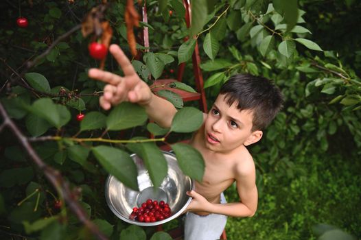 Top view of an adorable boy pulling his hand up to pick cherries in the garden. Harvesting cherry on a summer day