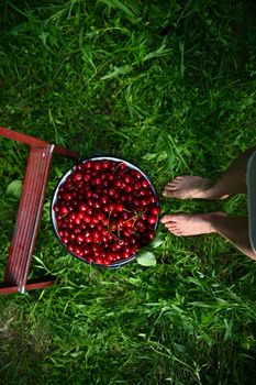 High angle view of female feet next to a bucket of cherries, and part of a ladder on green grass. Cherry harvesting, gardening, close-up.