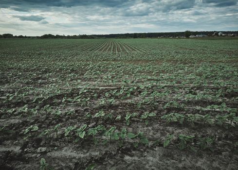 Fields with planted plants in the countryside. Beautiful nature