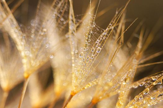 Macro shot of dandelion with water drops. Nature background with dandelions