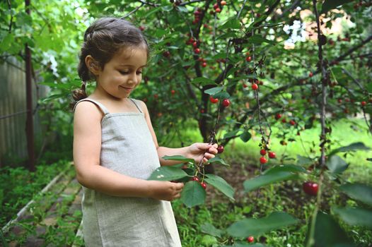 Adorable little girl picking cherries in the orchard