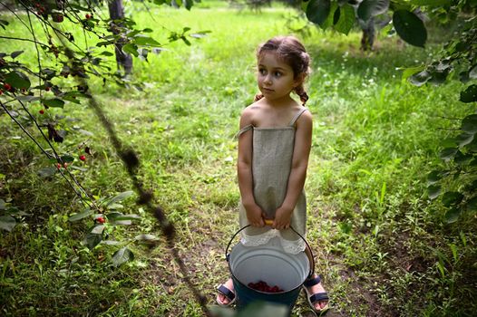 Beautiful girl holding a bucket with picked cherry berries and looking at cherry tree in the orchard. Cherry harvesting season