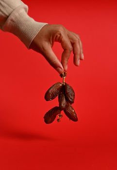 Close-up of hands holding a branch of fresh tasty sweet dates. Vertical shot on red background with space for text