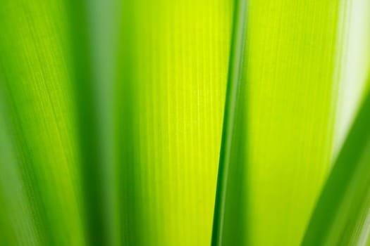 Close up shot of a green leaf background