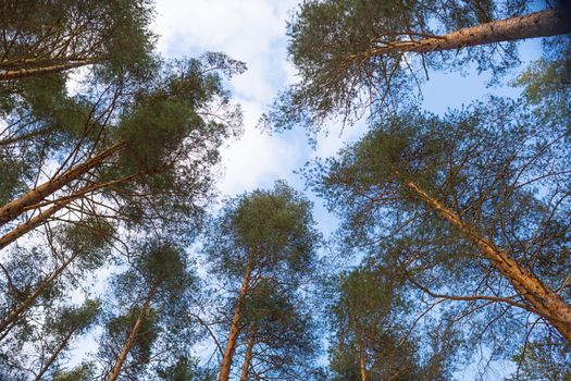 Looking up forest perspective.Tall pine trees against blue sky seen from the ground