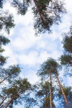 Looking up forest perspective.Tall pine trees against blue sky seen from the ground