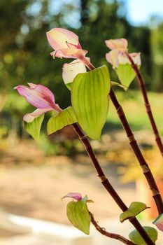Beautiful Tradescantia Fluminensis plant in the garden in Spain