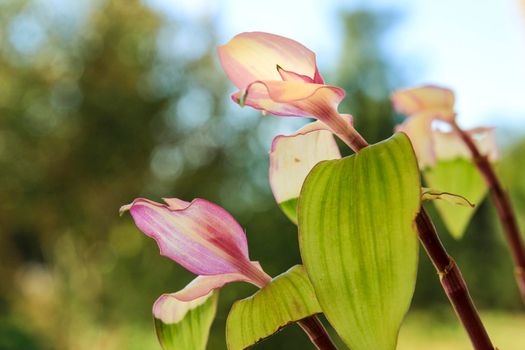 Beautiful Tradescantia Fluminensis plant in the garden in Spain
