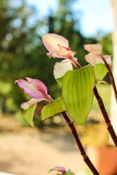 Beautiful Tradescantia Fluminensis plant in the garden in Spain