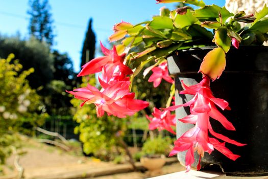 Colorful potted Schlumbergera plant in the garden