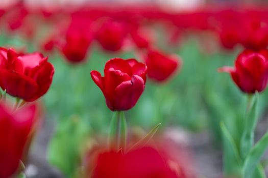 Red tulip flowers background outdoor Spring season flowers