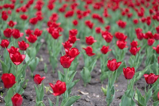 Red tulip flowers background outdoor Spring season flowers