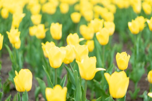 Yellow flowers background outdoor Spring season flowers Selective focus