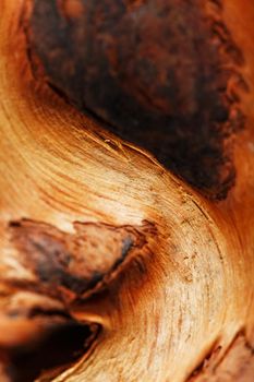 Natural Bonsai snag trunk close-up wood texture. Driftwood Texture