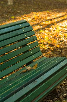 Old wooden bench with no people in the bright autumnal park