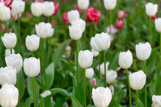 Bright flowers of tulips on a tulip field on a sunny morning, spring flowers tulips