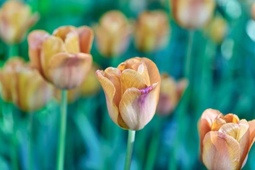 Bright flowers of tulips on a tulip field on a sunny morning, spring flowers tulips