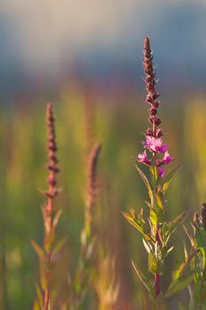 Crimson wildflower in summer field at sunset, close up