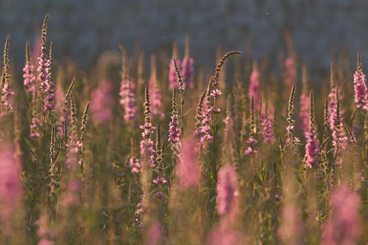 Field of pink wildflowers on green grass at summer sunset, close up