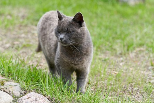 A gray cat walks on green grass on a summer day. Portrait of a fluffy gray cat for a walk