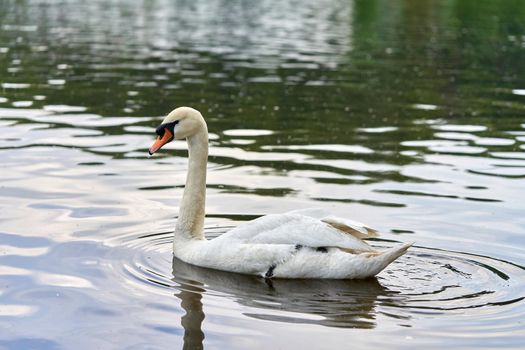 A white swan with a long neck and a red beak floats on the water. Close up