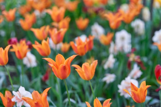 Bright flowers of tulips on a tulip field on a sunny morning, spring flowers tulips