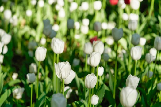 Bright flowers of tulips on a tulip field on a sunny morning, spring flowers tulips