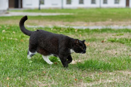 A black cat with white spots walks on the green grass. Portrait of a fluffy black cat