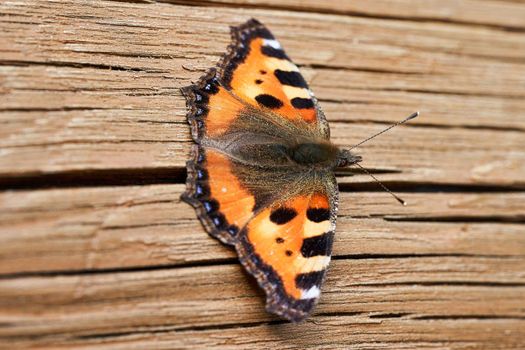 Orange butterfly with open wings on a wooden background. Butterfly close up