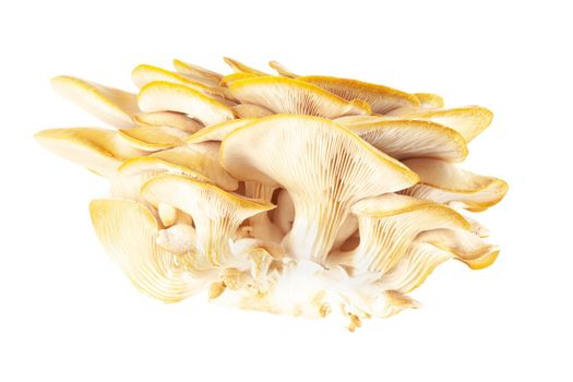 oyster mushroom close up isolated on white background.