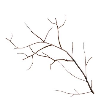 A dry tree branch.Part of a dead tree on a white background.