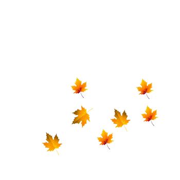 Falling autumn maple leaves isolated on a white background