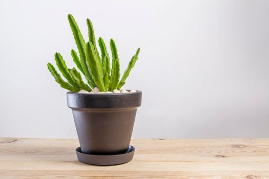 Stapelia grandiflora green cactus plant in a pot on wooden background.