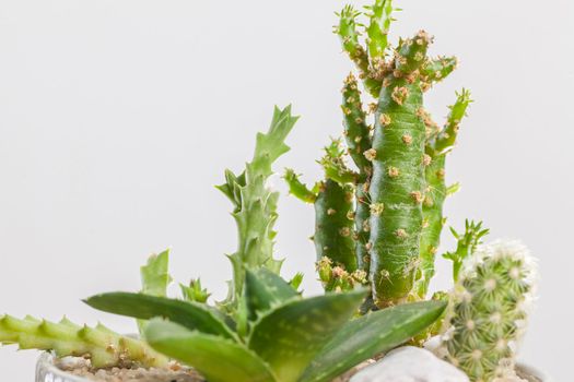 Close-up of a succulent plants arrangement in a glass pot.