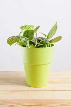 Scindapsus pictus plant in green pot on wooden table